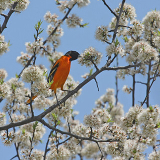 Baltimore Oriole