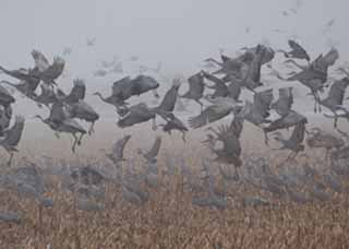 Audubon Nebraska's Rivers and Wildlife Celebration photo by Joel Jorgensen