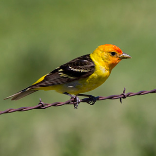 Western Yanager photo by Brian Peterson