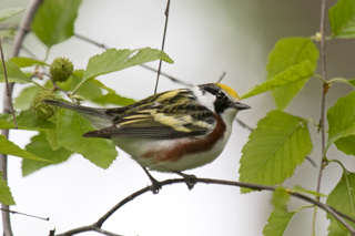 Chestnut-sided Warbler - Photo by Phil Swanson