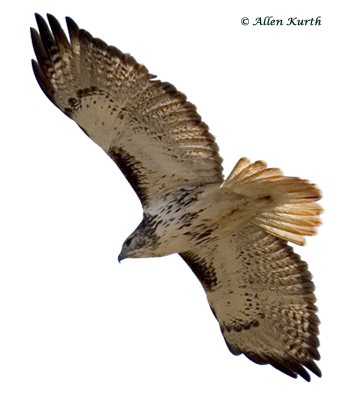 Red-tailed Hawk by Allen Kurth