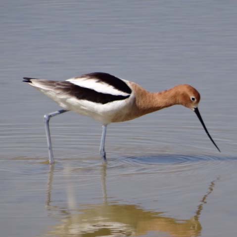American Avocet