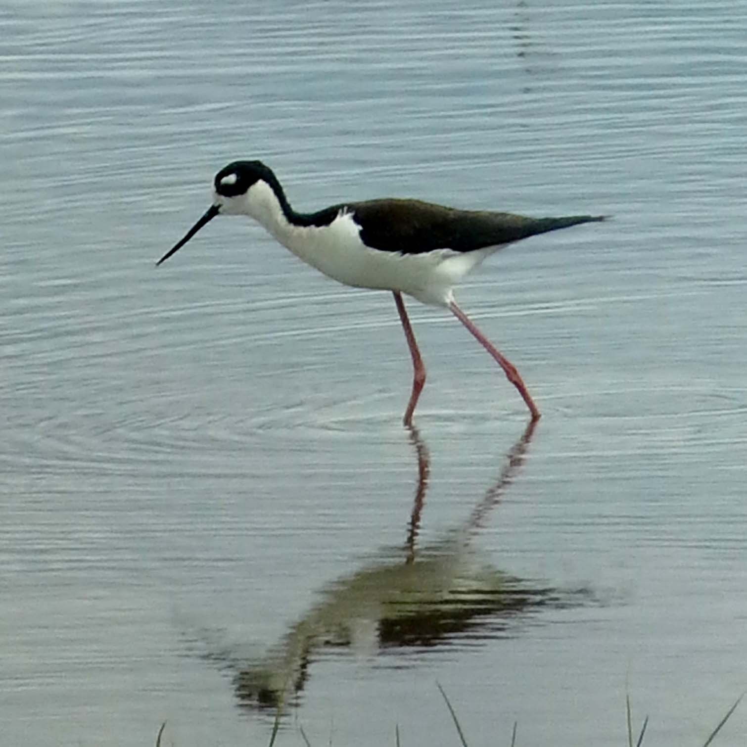 Black-necked Stilt