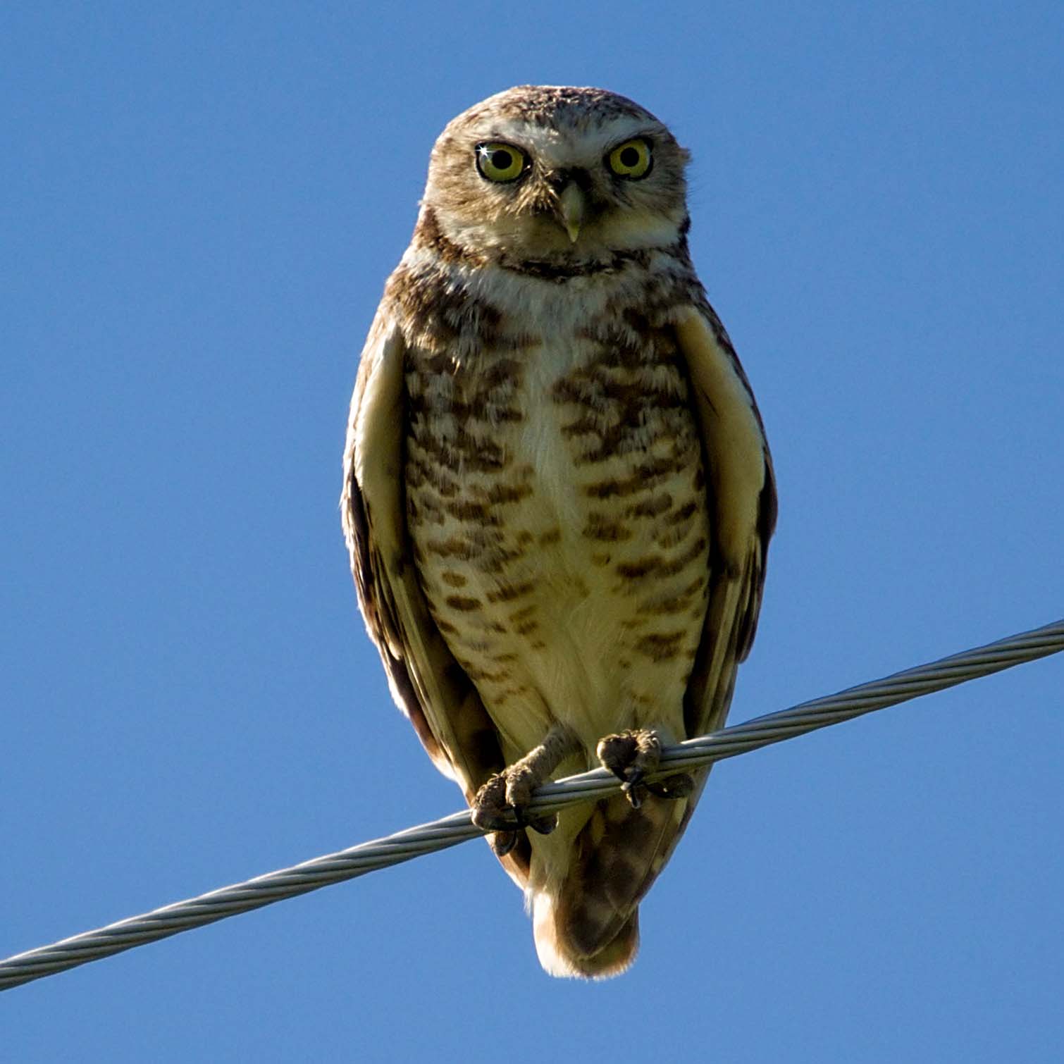 Burrowing Owl