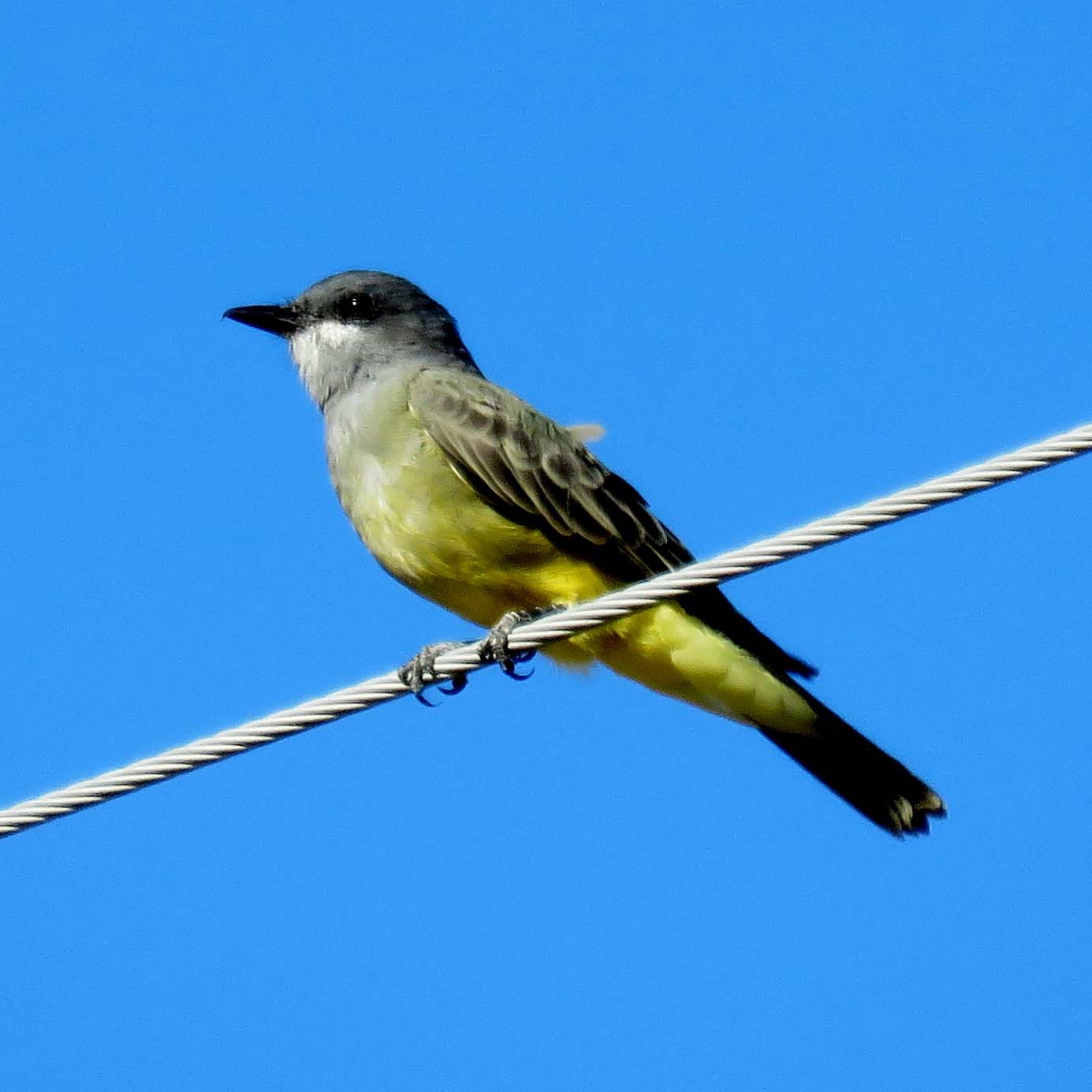Cassin’s Kingbird