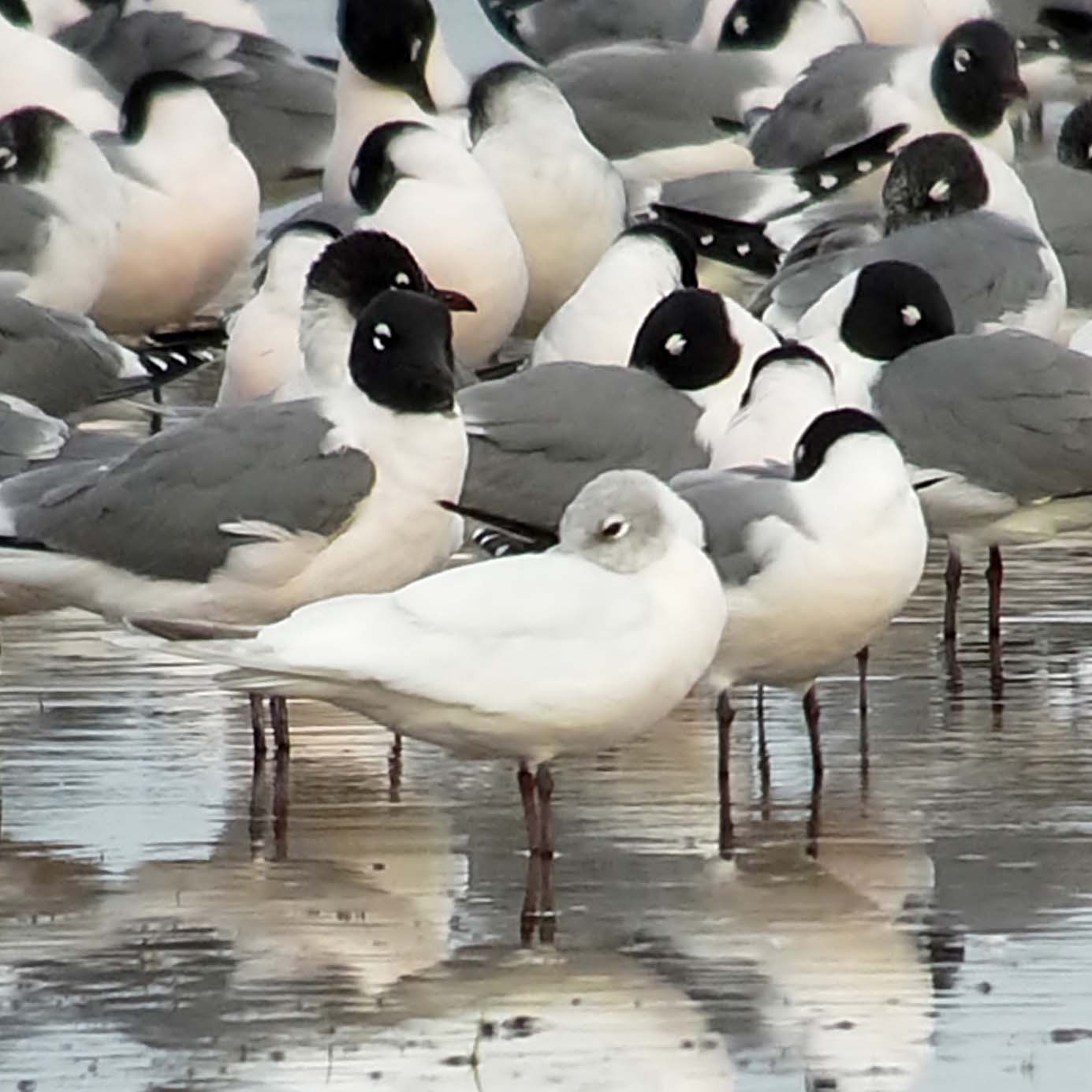 Franklin’s Gull