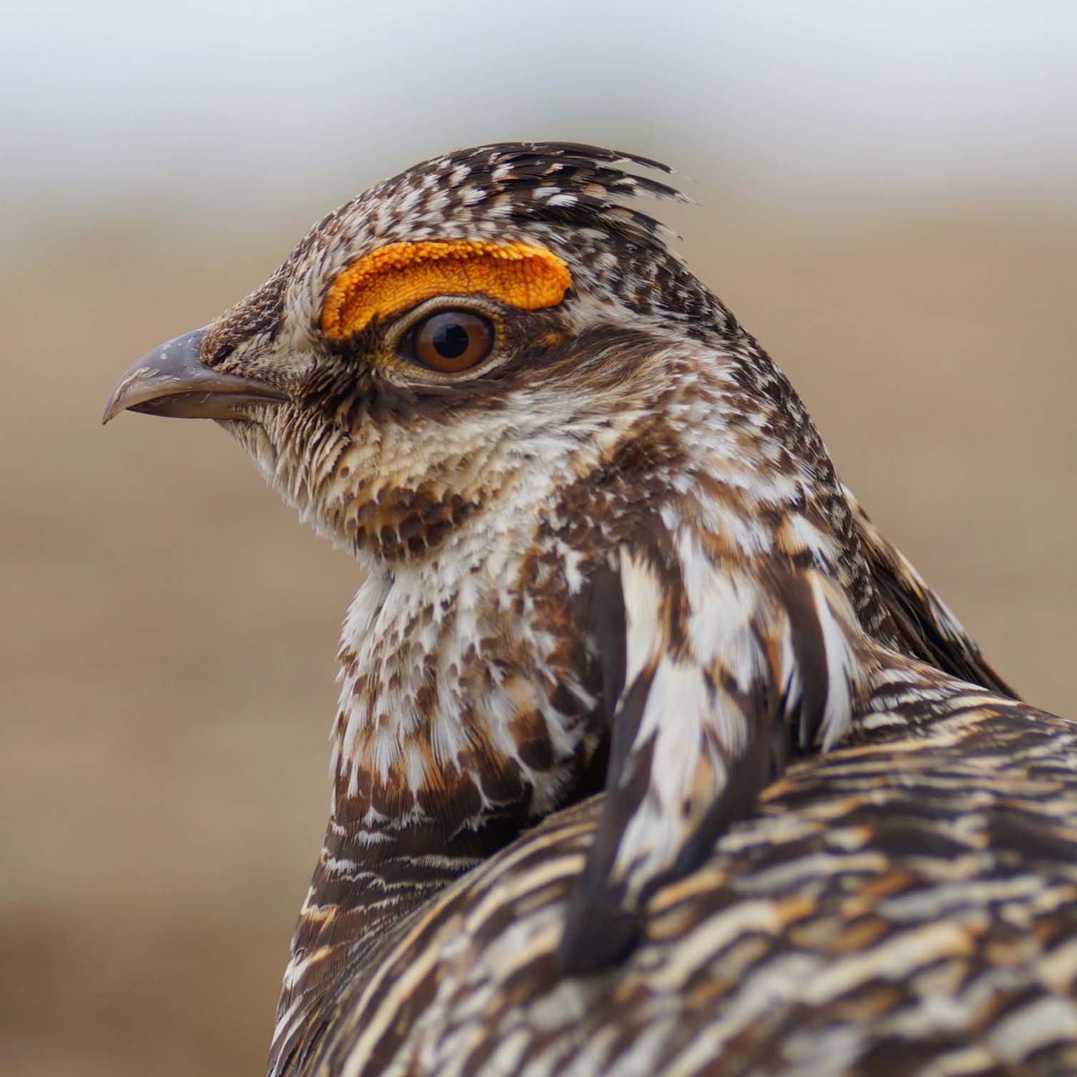 Greater Prairie-Chicken