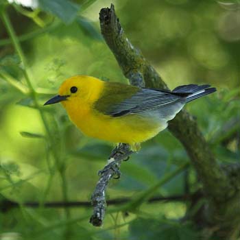 Prothonotary Warbler
