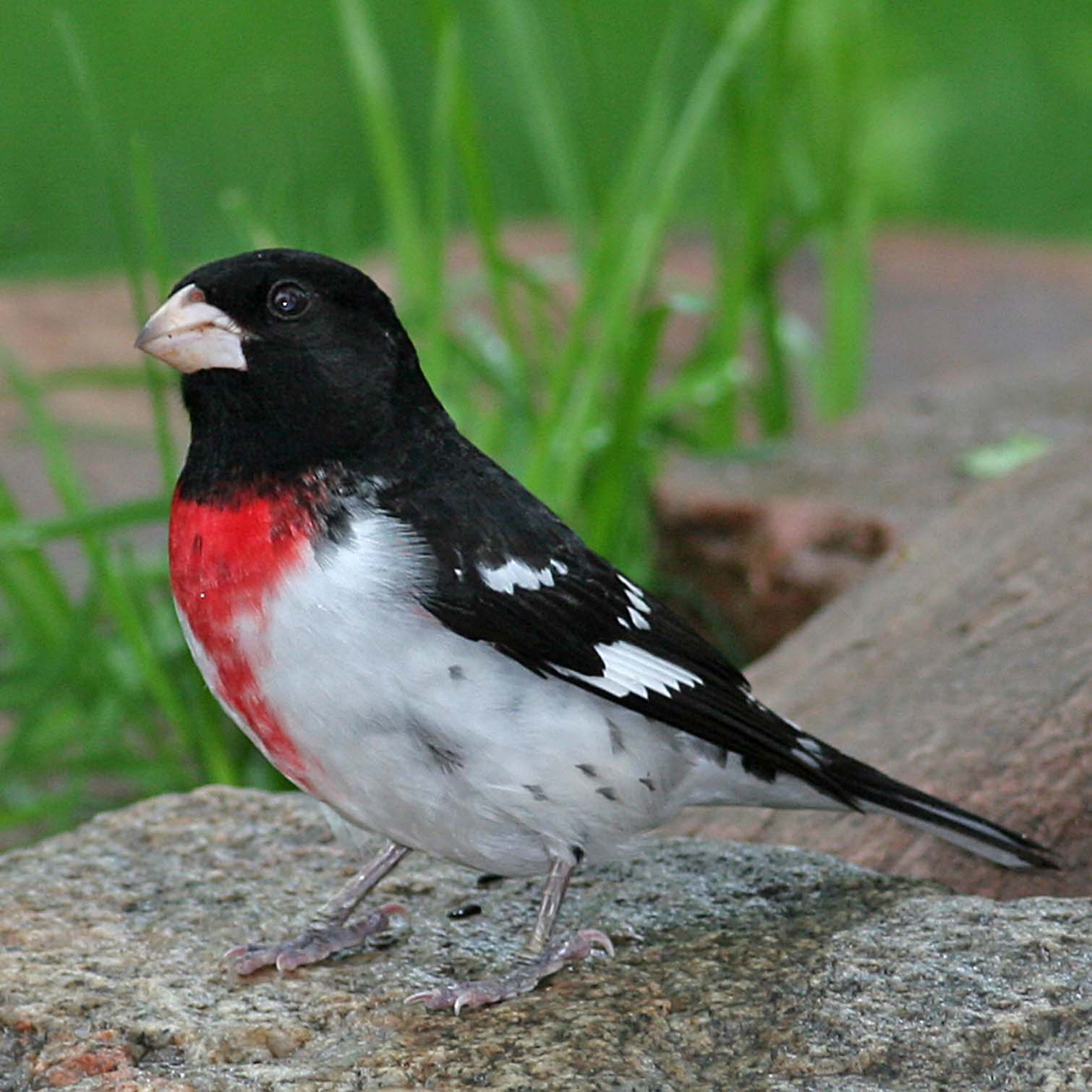 Rose-breasted Grosbeak