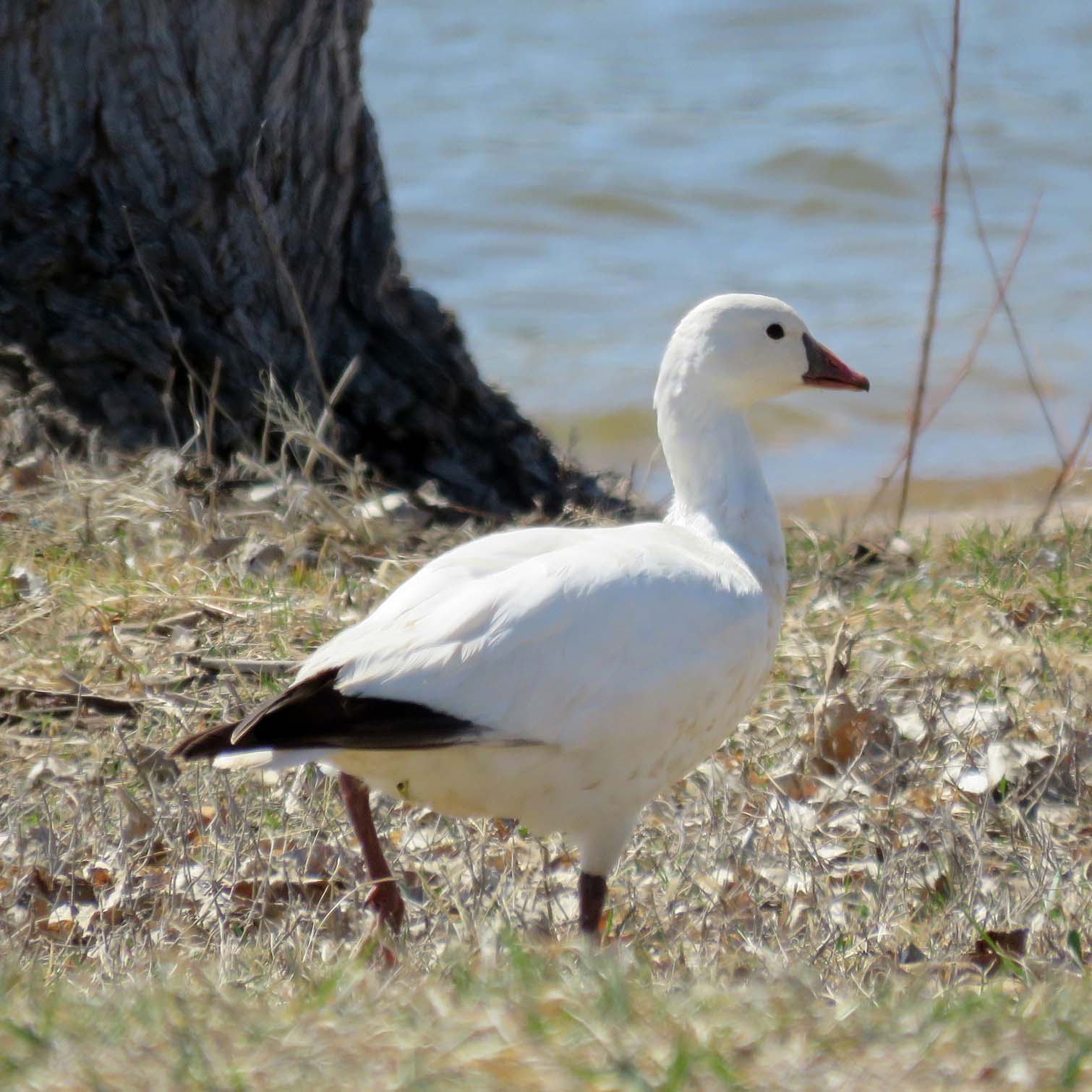 Ross’s Goose