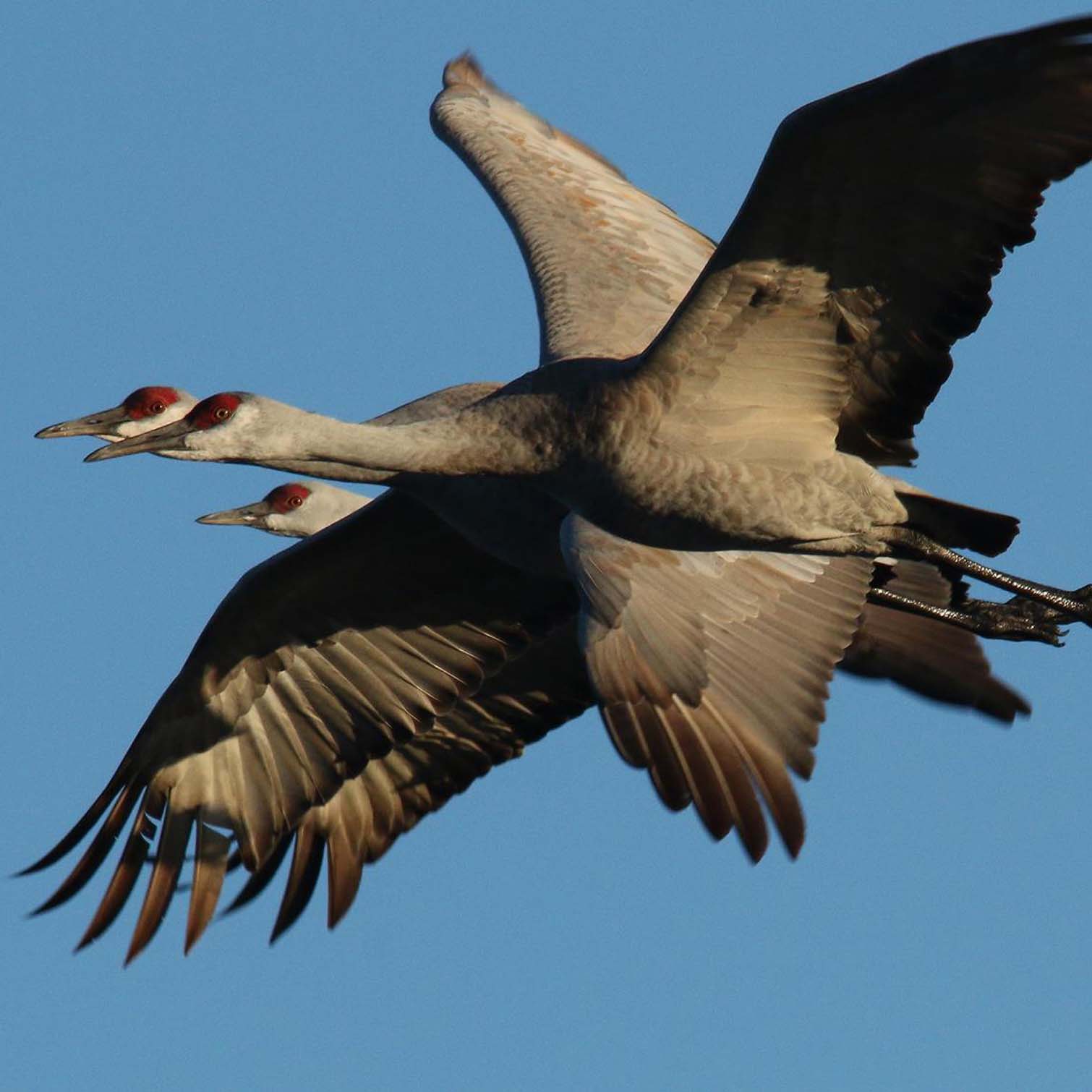Sandhill Crane