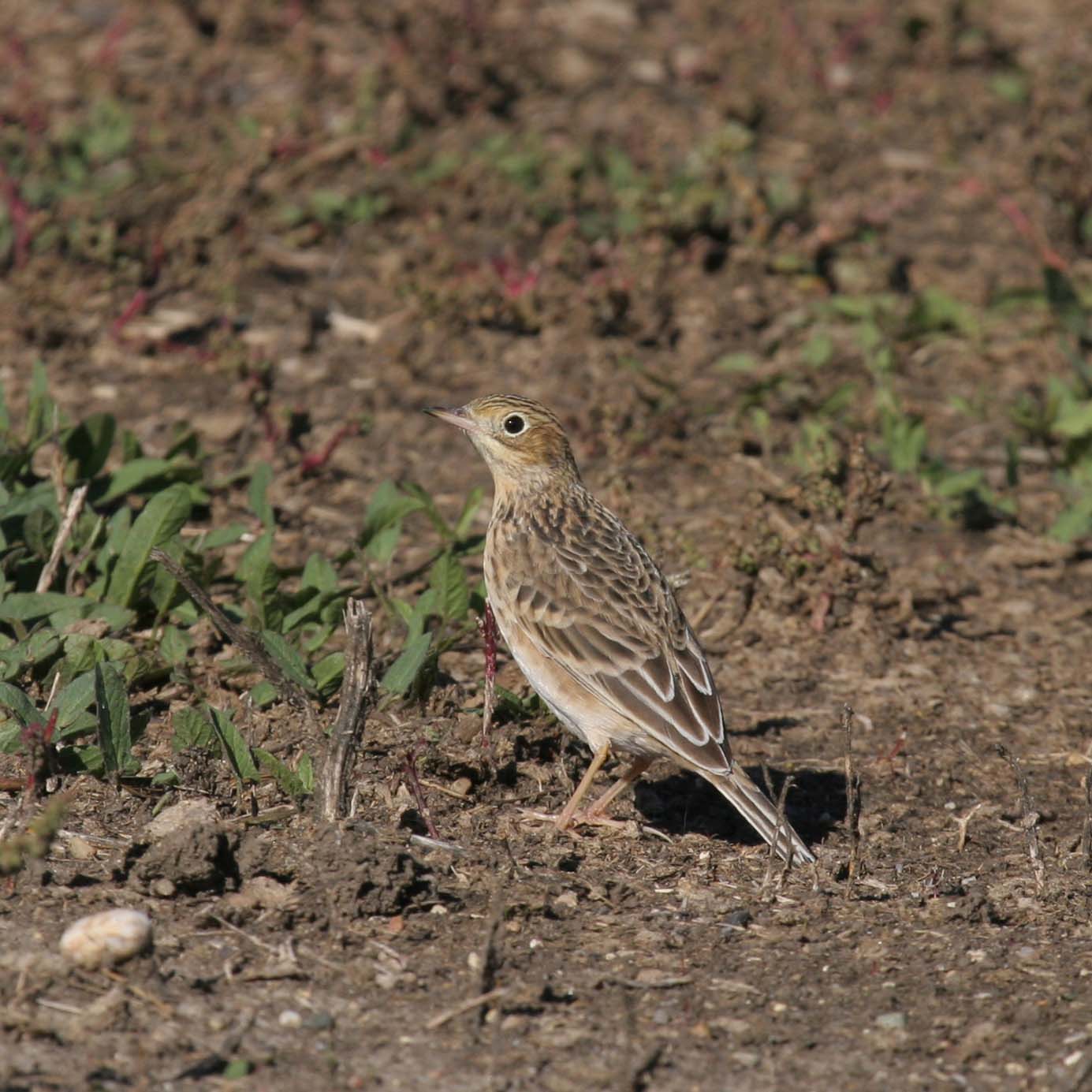 Sprague’s Pipit