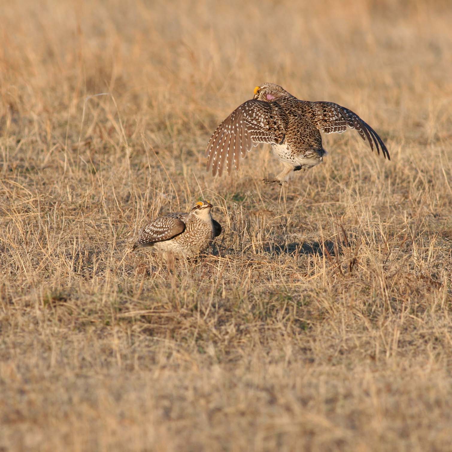 Sharp-tailed Grouse