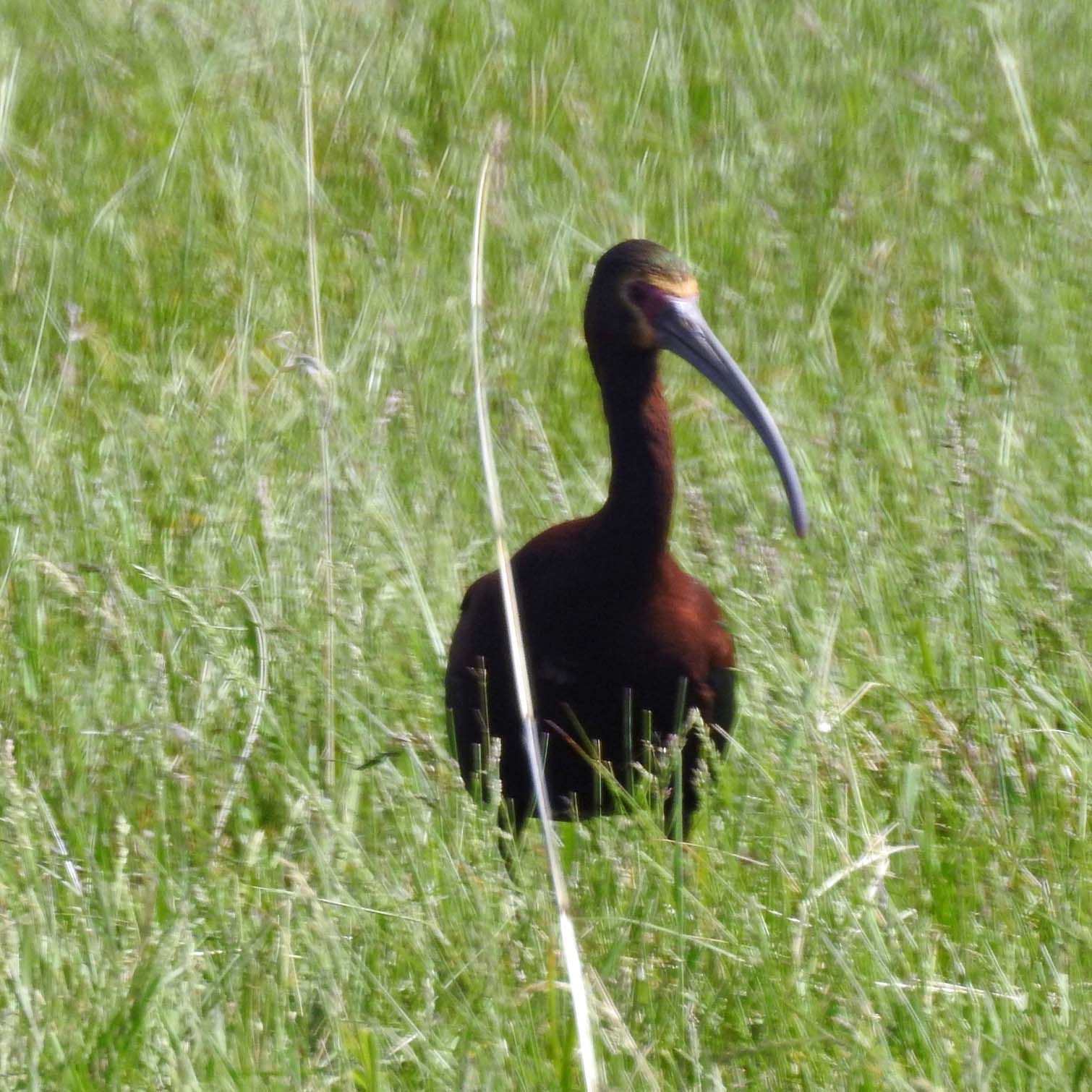 White-faced Ibis