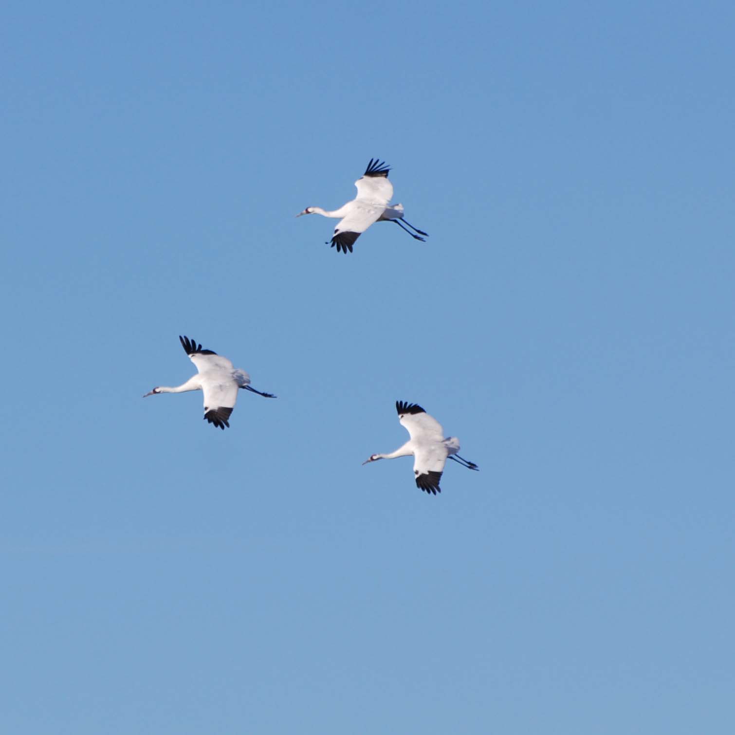 Whooping Crane