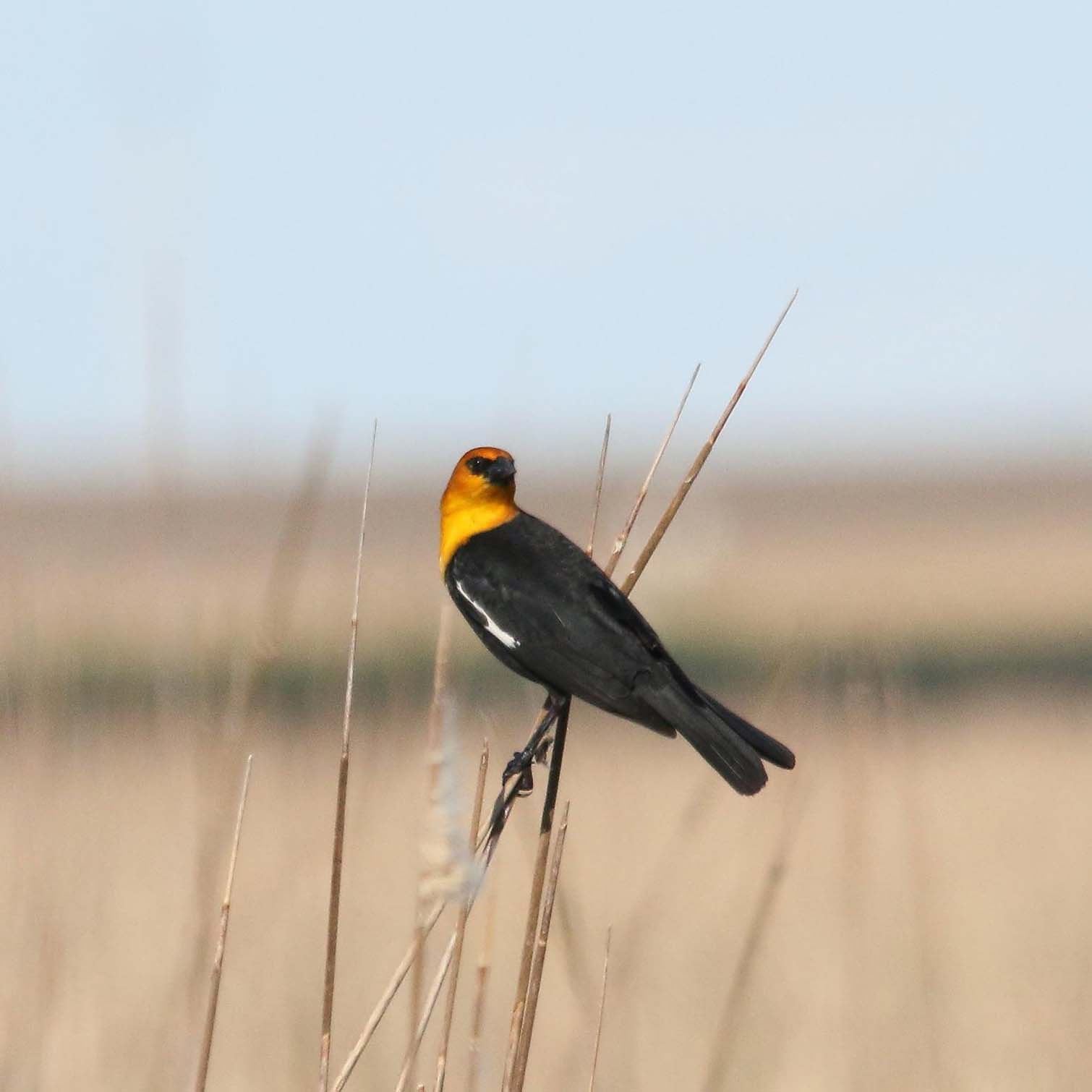 Yellow-headed Blackbird