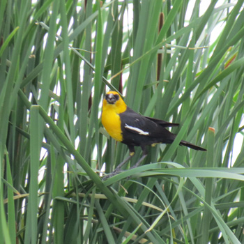 Yellow-headed Blackbird