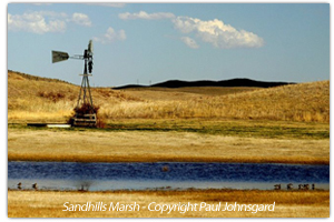 Marsh in the Sandhills photo by Paul Johnsgard